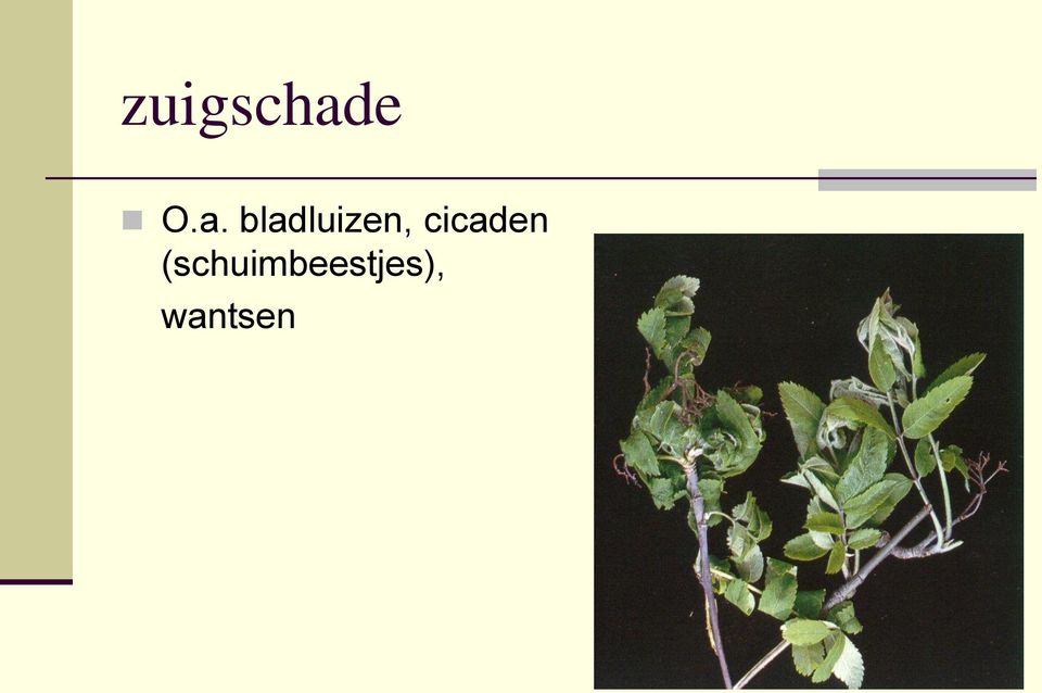 bladluizen,