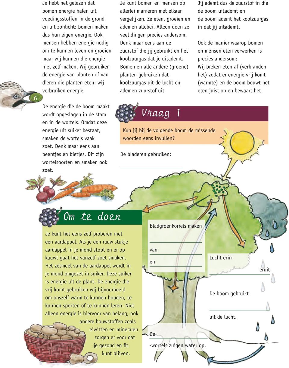 De energie die de boom maakt wordt opgeslagen in de stam en in de wortels. Omdat deze energie uit suiker bestaat, smaken de wortels vaak zoet. Denk maar eens aan peentjes en bietjes.