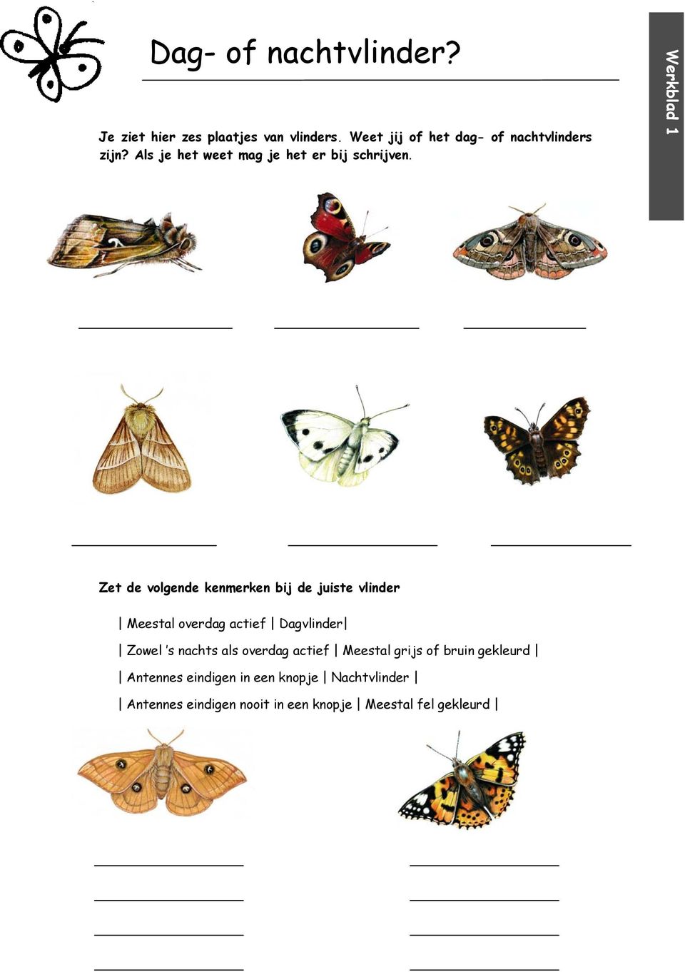 Werkblad 1 Zet de volgende kenmerken bij de juiste vlinder Meestal overdag actief Dagvlinder Zowel s