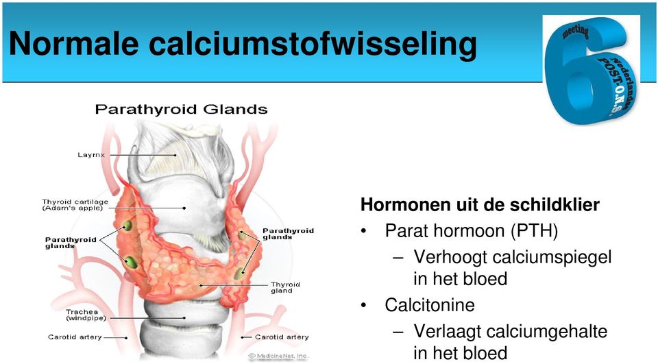 Verhoogt calciumspiegel in het bloed