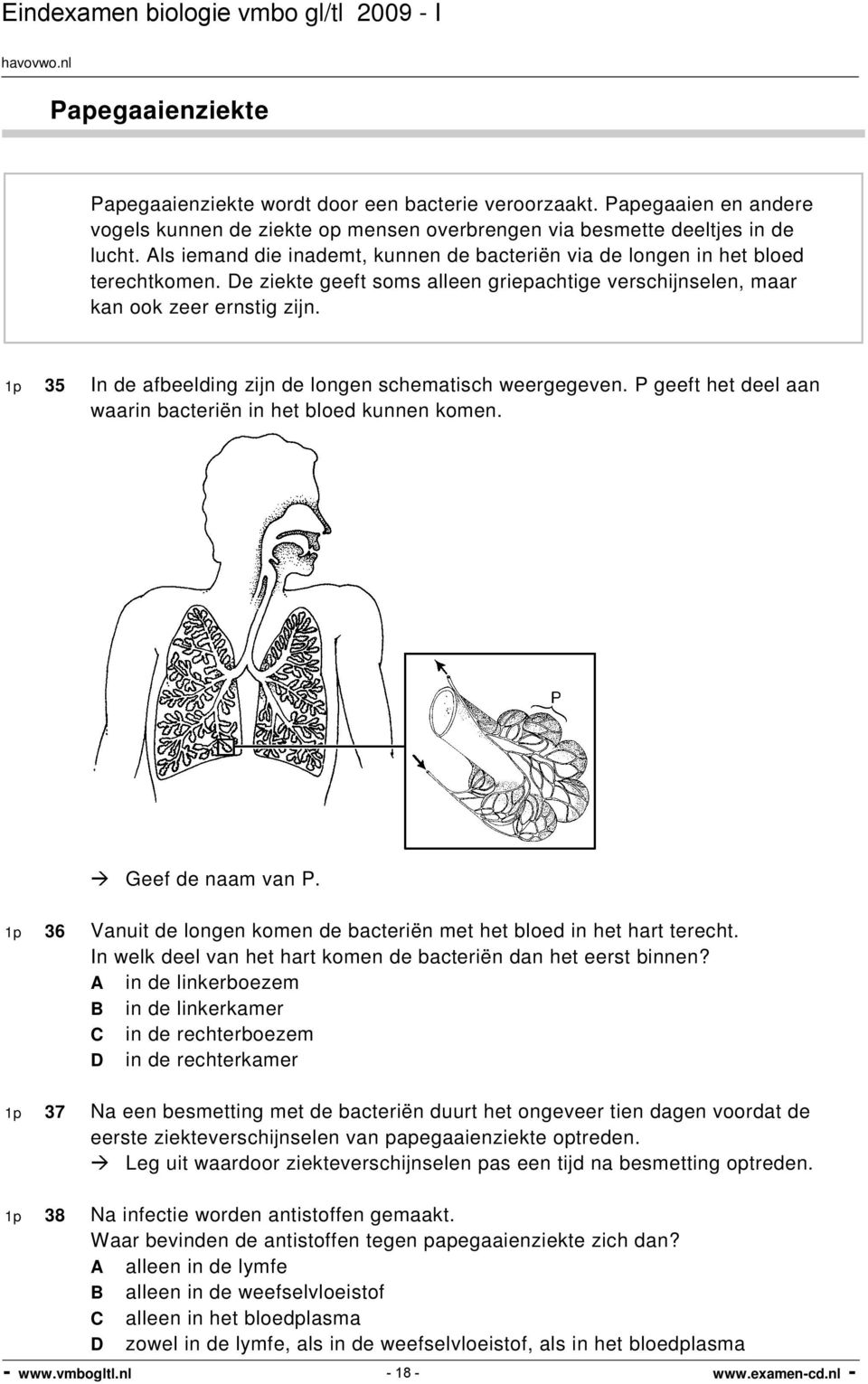 1p 35 In de afbeelding zijn de longen schematisch weergegeven. P geeft het deel aan waarin bacteriën in het bloed kunnen komen. Geef de naam van P.
