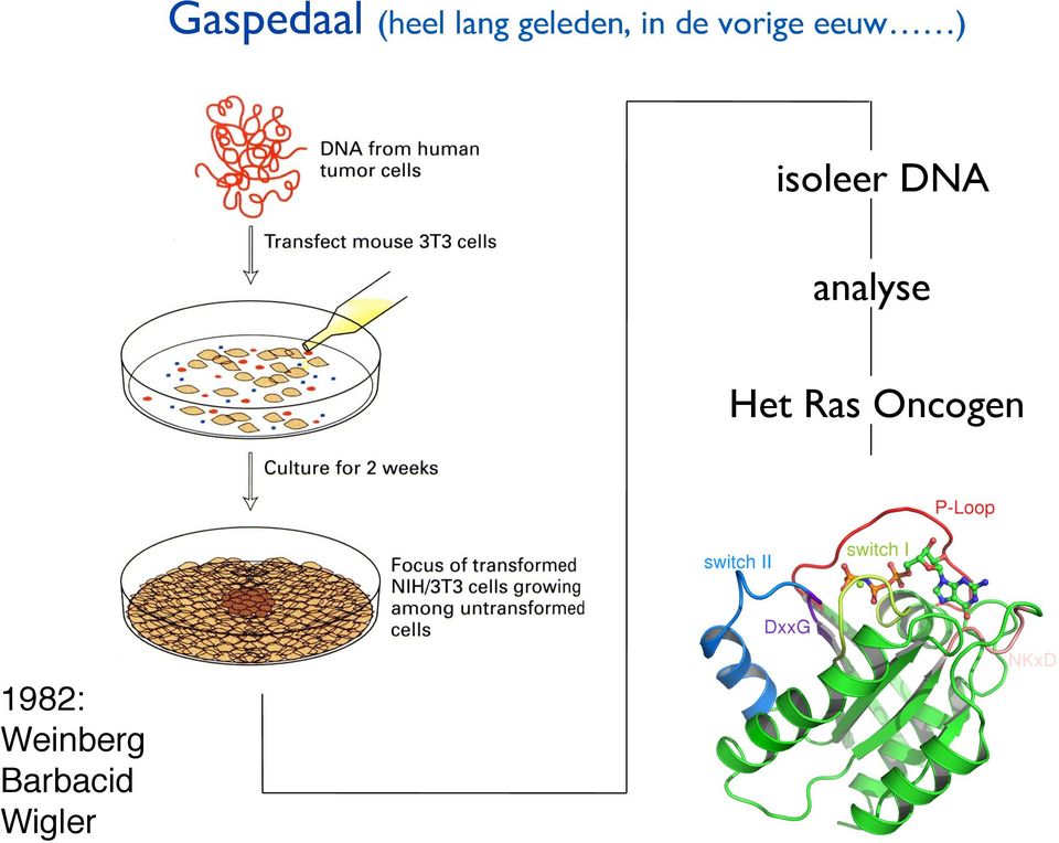 DNA analyse Het Ras Oncogen