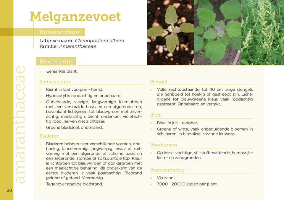 nerven niet zichtbaar.» Groene bladsteel, onbehaard.