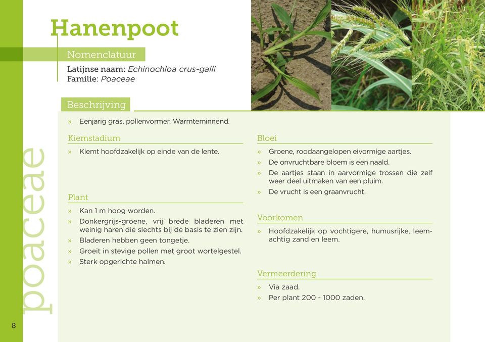 » Groeit in stevige pollen met groot wortelgestel.» Sterk opgerichte halmen.» Groene, roodaangelopen eivormige aartjes.» De onvruchtbare bloem is een naald.