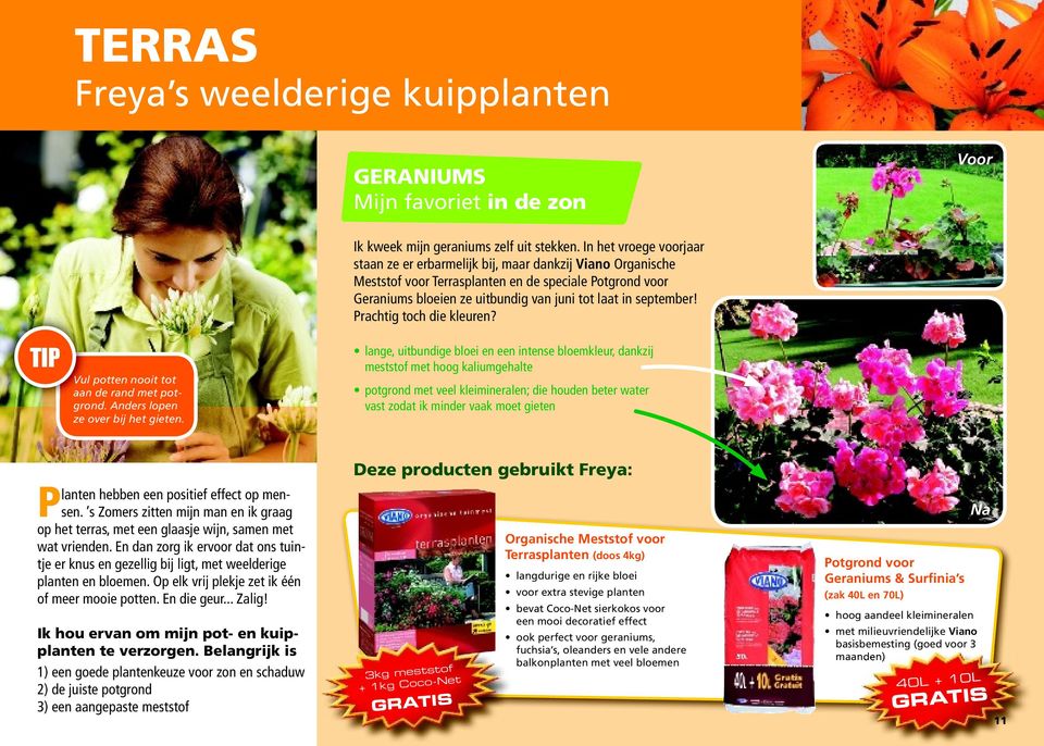 In het vroege voorjaar staan ze er erbarmelijk bij, maar dankzij Viano Organische Meststof voor Terrasplanten en de speciale Potgrond voor Geraniums bloeien ze uitbundig van juni tot laat in