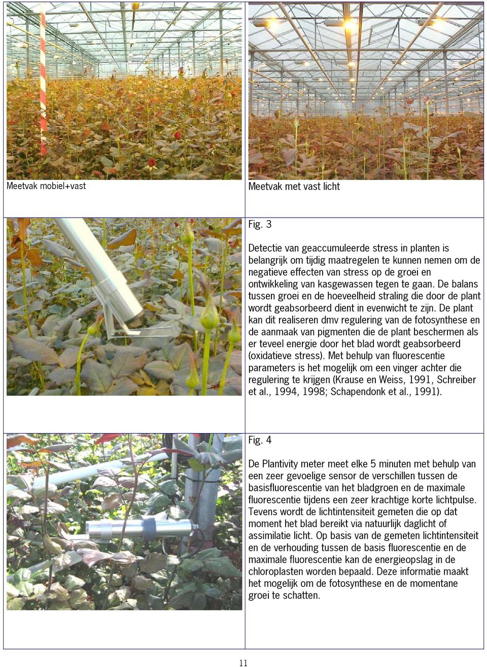 De balans tussen groei en de hoeveelheid straling die door de plant wordt geabsorbeerd dient in evenwicht te zijn.