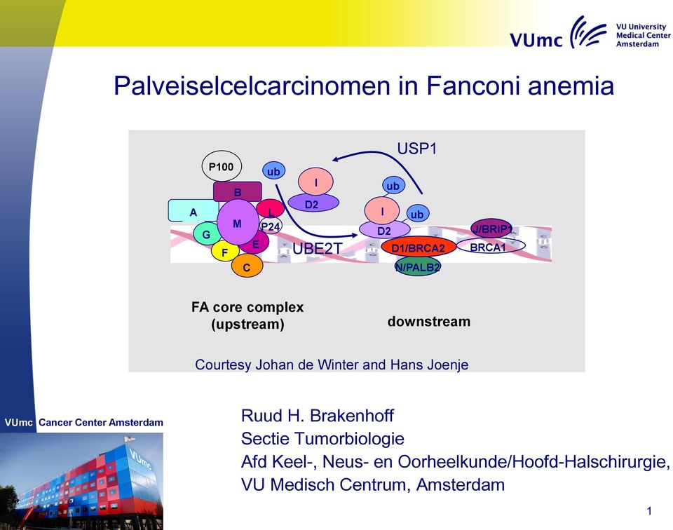 Johan de Winter and Hans Joenje VUmc Cancer Center Amsterdam Ruud H.