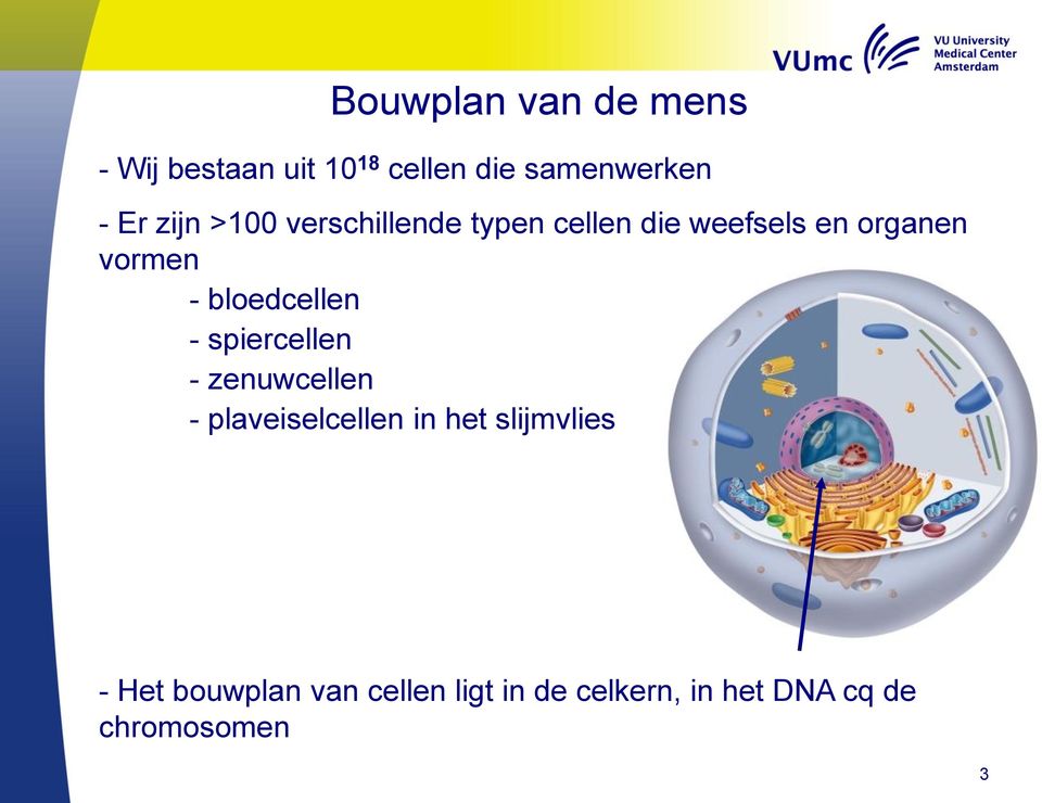 bloedcellen - spiercellen - zenuwcellen - plaveiselcellen in het