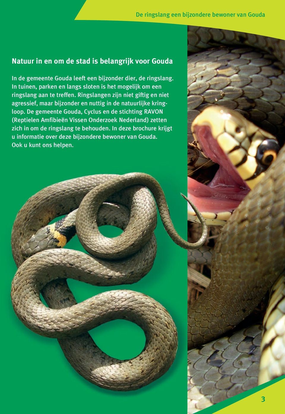 Ringslangen zijn niet giftig en niet agressief, maar bijzonder en nuttig in de natuurlijke kringloop.