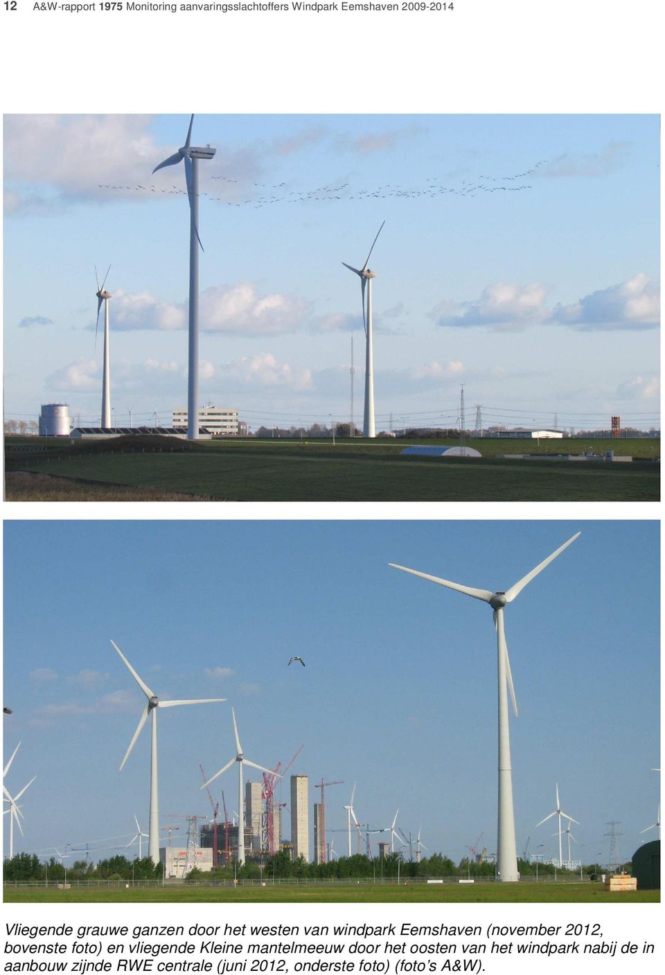 (november 2012, bovenste foto) en vliegende Kleine mantelmeeuw door het oosten