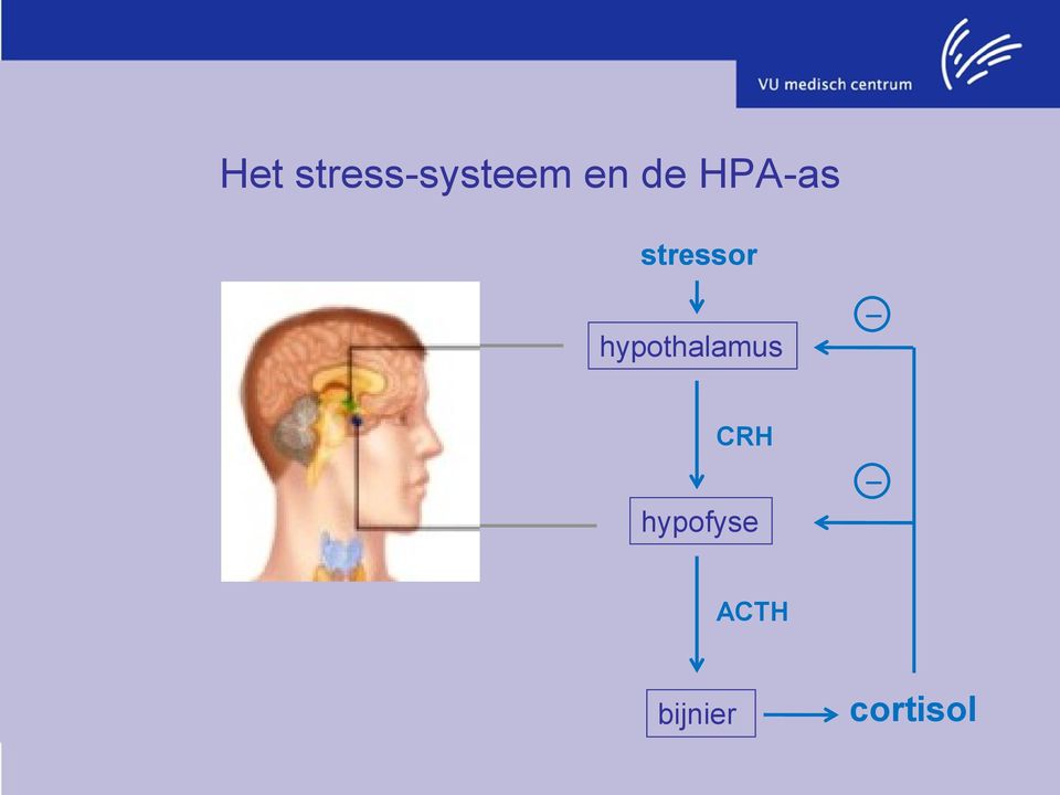 hypothalamus _ CRH
