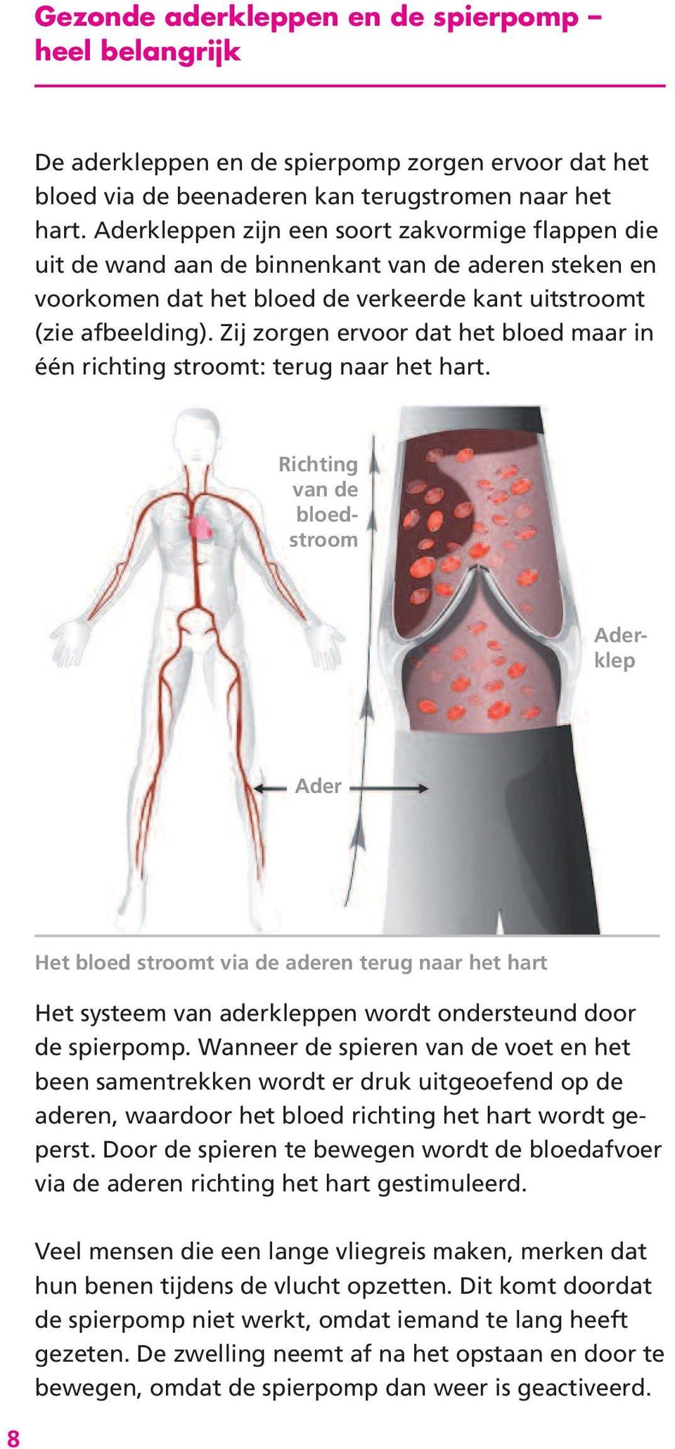 Zij zorgen ervoor dat het bloed maar in één richting stroomt: terug naar het hart.