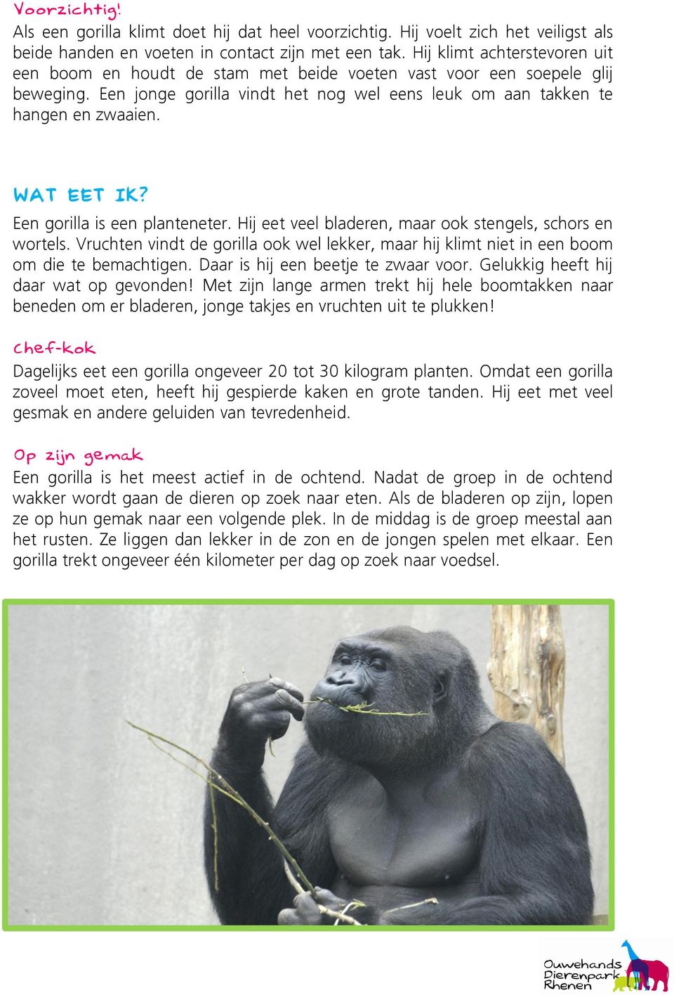 WAT EET IK? Een gorilla is een planteneter. Hij eet veel bladeren, maar ook stengels, schors en wortels.