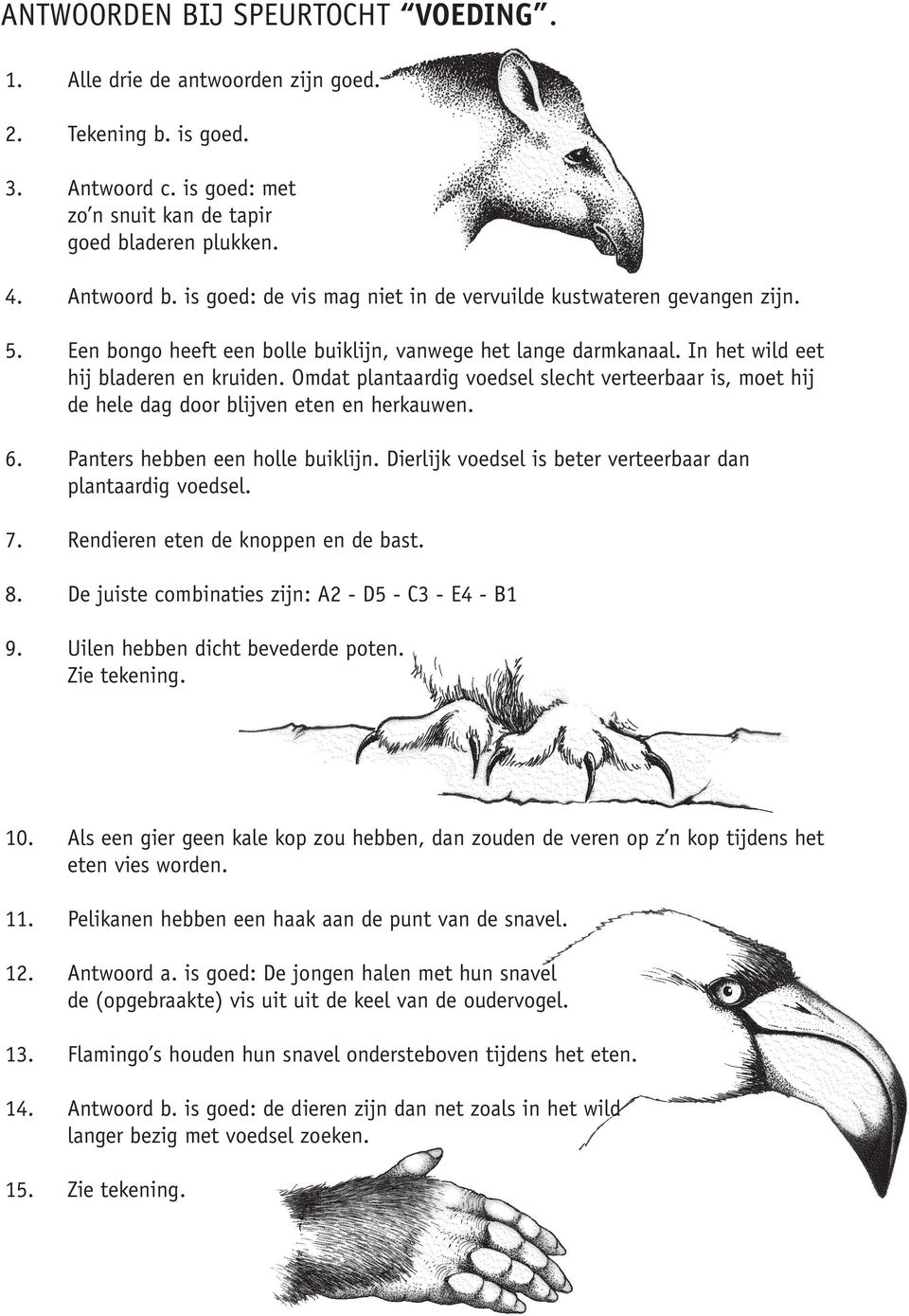 Omdat plantaardig voedsel slecht verteerbaar is, moet hij de hele dag door blijven eten en herkauwen. 6. Panters hebben een holle buiklijn.