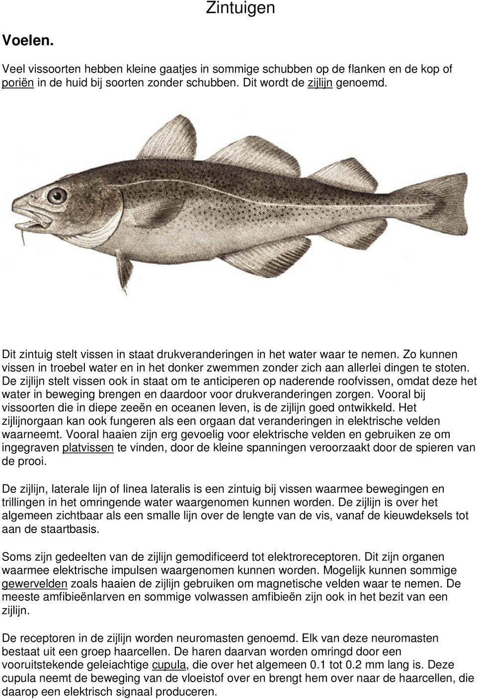 De zijlijn stelt vissen ook in staat om te anticiperen op naderende roofvissen, omdat deze het water in beweging brengen en daardoor voor drukveranderingen zorgen.