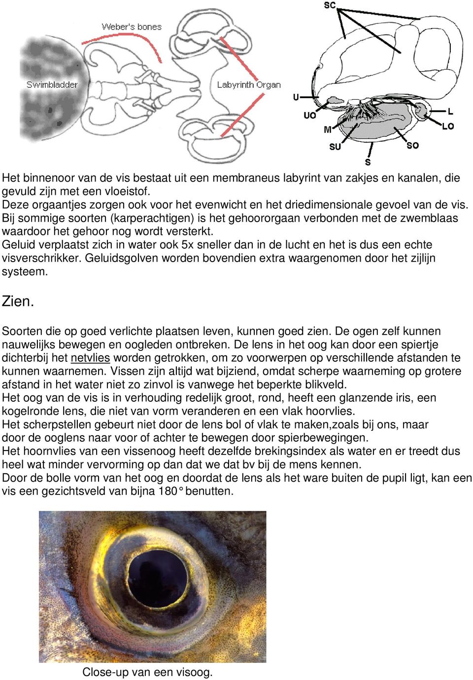 Bij sommige soorten (karperachtigen) is het gehoororgaan verbonden met de zwemblaas waardoor het gehoor nog wordt versterkt.