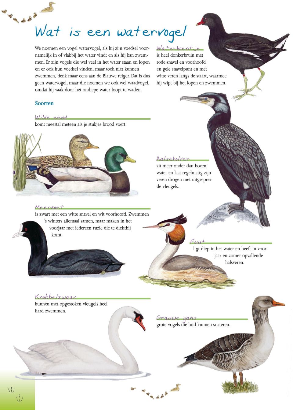 Ongebruikt Watervogel schoolkrant - PDF Gratis download EF-12