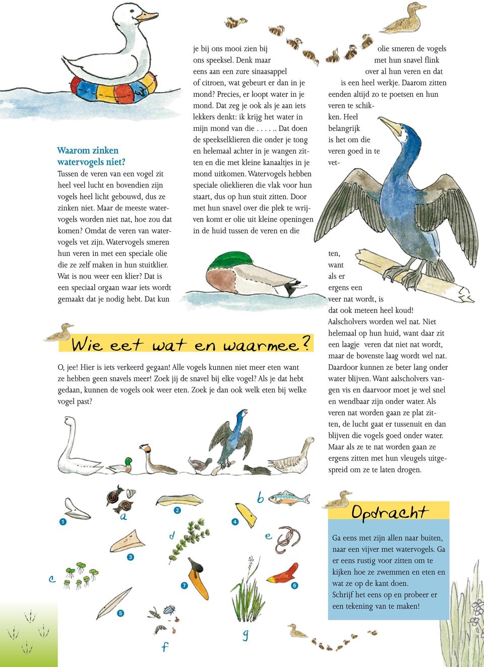 Watervogel Schoolkrant Pdf Gratis Download