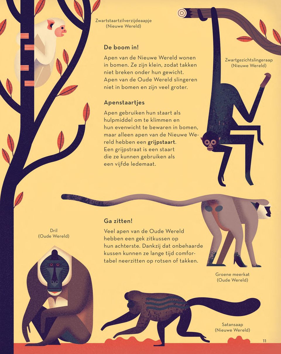 Zwartgezichtslingeraap (Nieuwe Wereld) Apenstaartjes Apen gebruiken hun staart als hulpmiddel om te klimmen en hun evenwicht te bewaren in bomen, maar alleen apen van de Nieuwe Wereld hebben