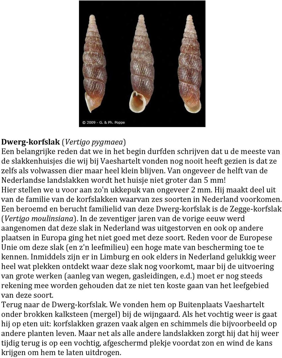 Hij maakt deel uit van de familie van de korfslakken waarvan zes soorten in Nederland voorkomen. Een beroemd en berucht familielid van deze Dwerg-korfslak is de Zegge-korfslak (Vertigo moulinsiana).