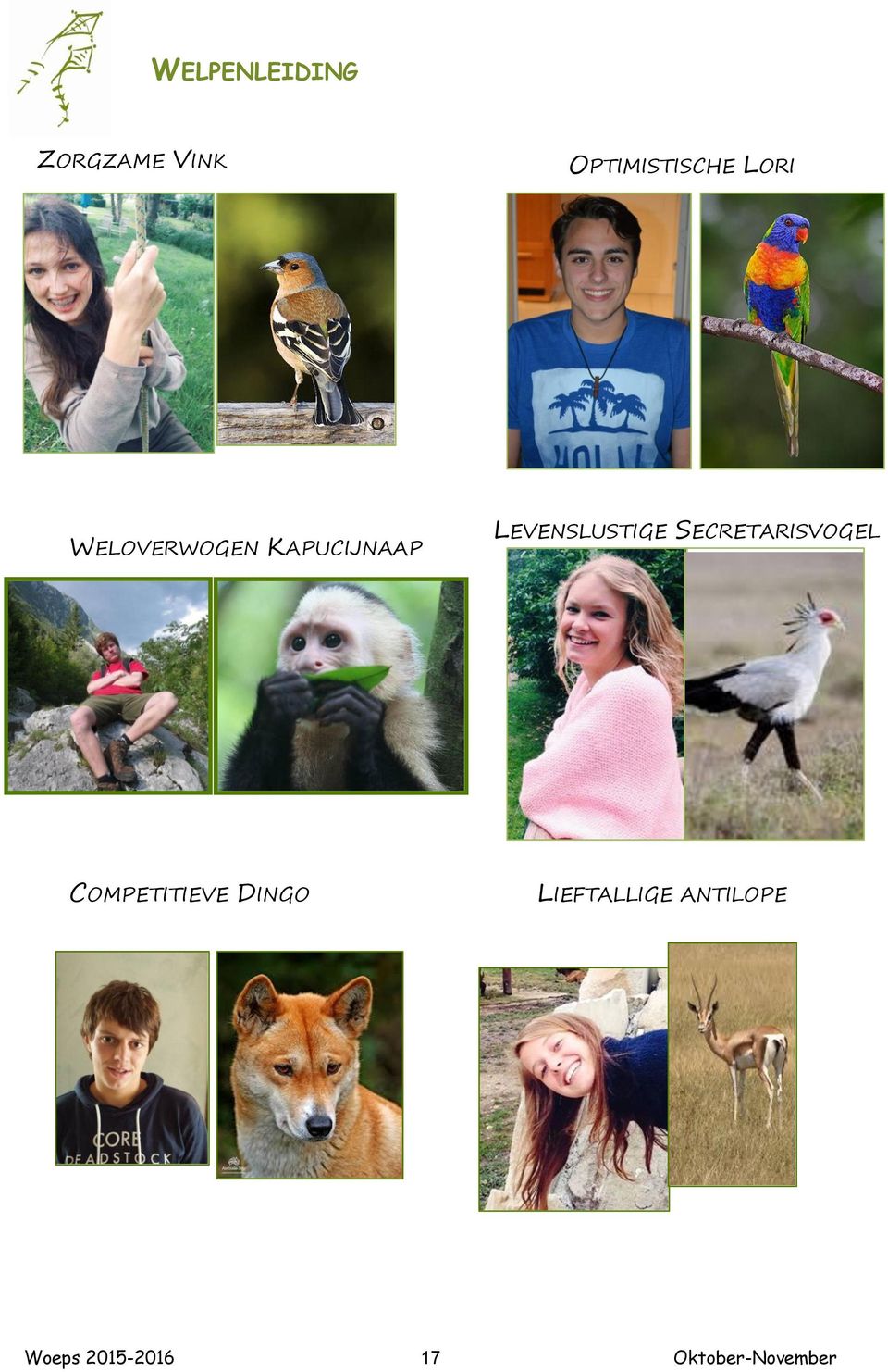 SECRETARISVOGEL COMPETITIEVE DINGO