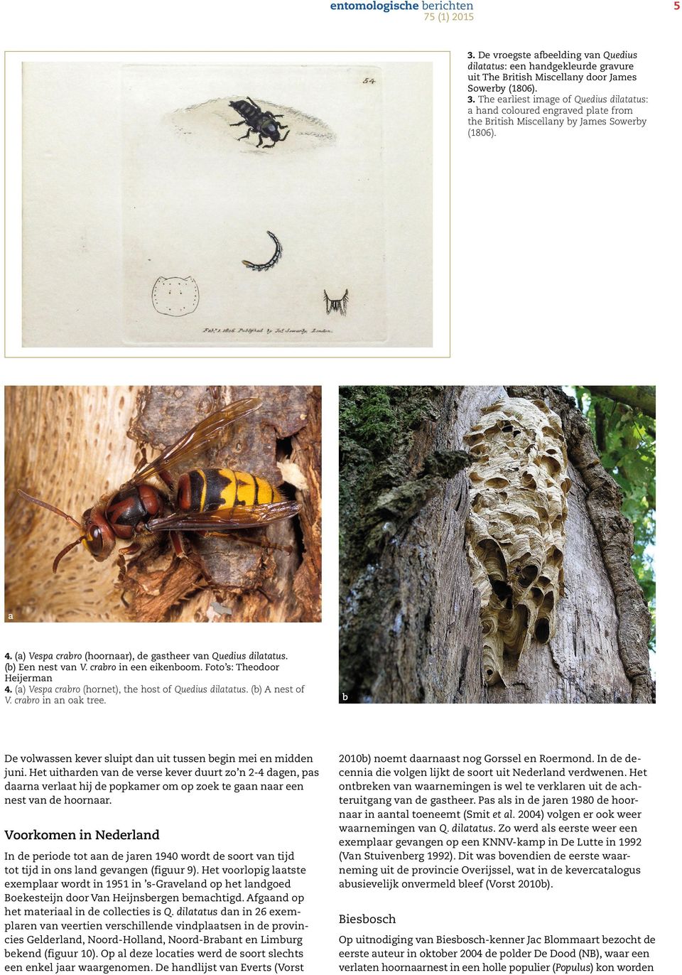 (a) Vespa crabro (hornet), the host of Quedius dilatatus. (b) A nest of V. crabro in an oak tree. b De volwassen kever sluipt dan uit tussen begin mei en midden juni.