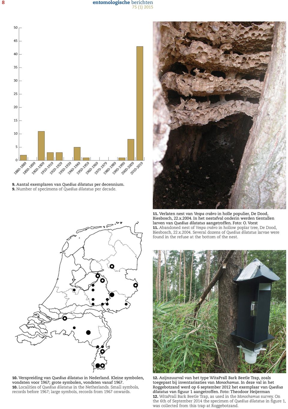 In het nestafval onderin werden tientallen larven van Quedius dilatatus aangetroffen. Foto: O. Vorst 11. Abandoned nest of Vespa crabro in hollow poplar tree, De Dood, Biesbosch, 22.x.2004.