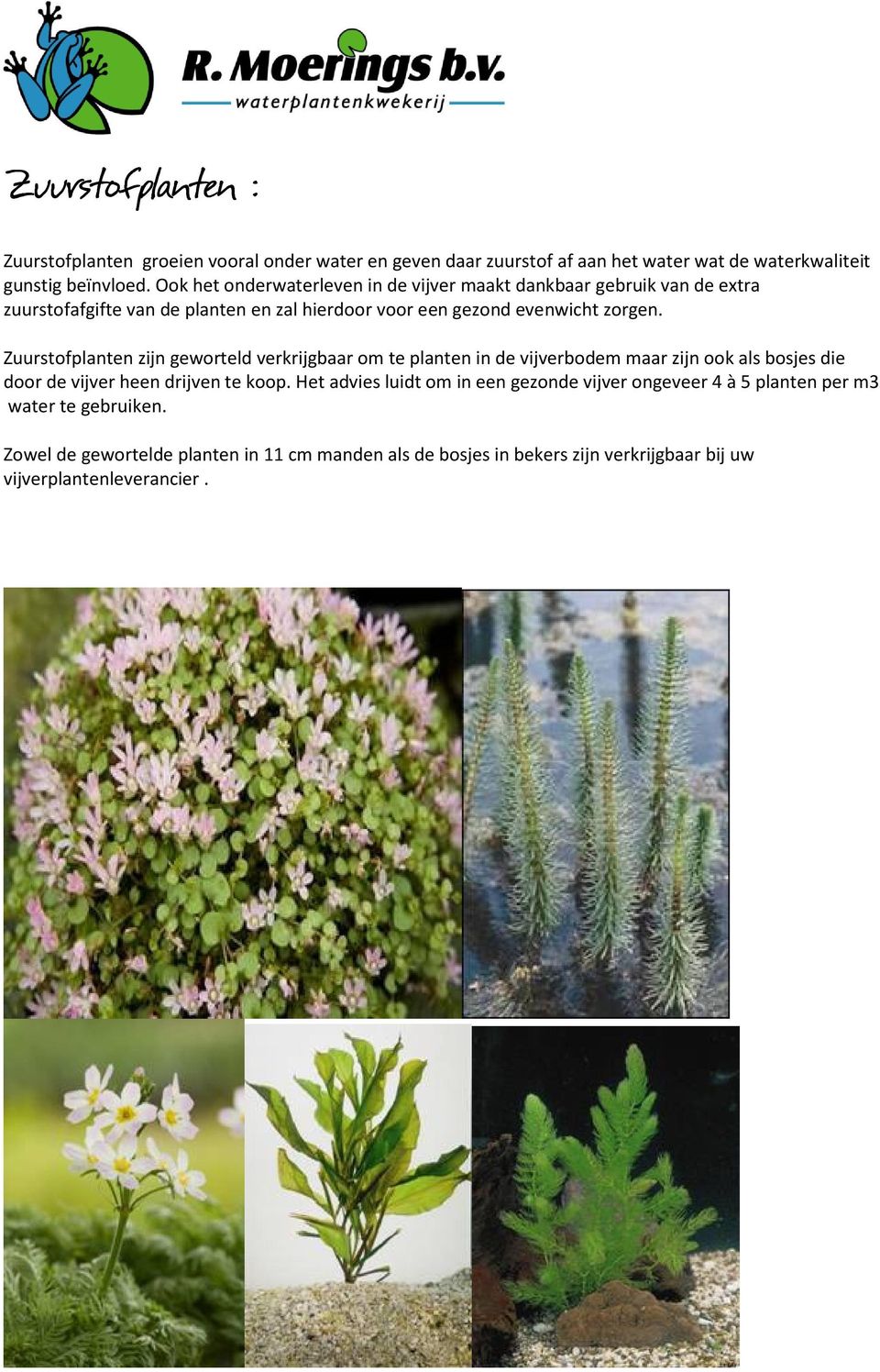 Zuurstofplanten zijn geworteld verkrijgbaar om te planten in de vijverbodem maar zijn ook als bosjes die door de vijver heen drijven te koop.