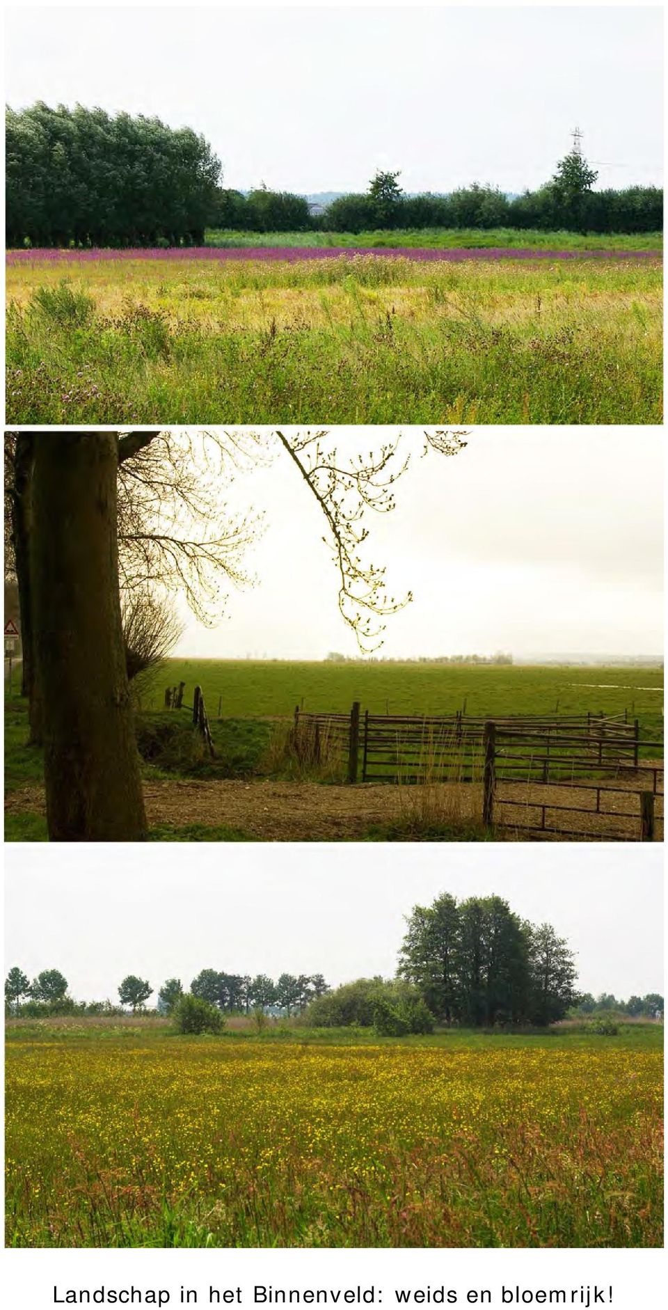 Binnenveld: