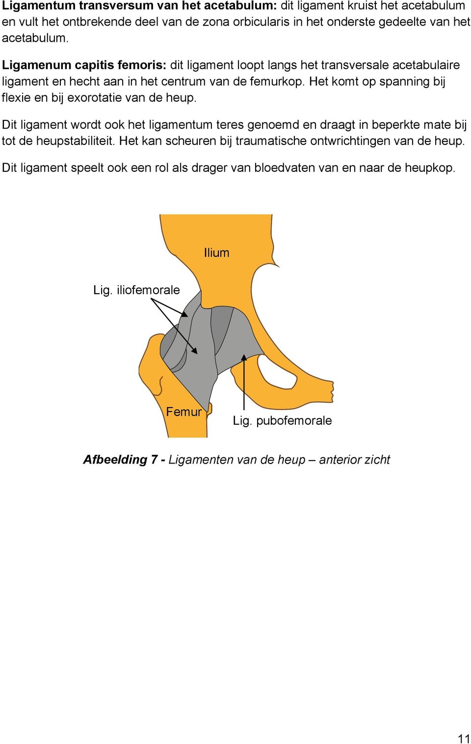 Het komt op spanning bij flexie en bij exorotatie van de heup. Dit ligament wordt ook het ligamentum teres genoemd en draagt in beperkte mate bij tot de heupstabiliteit.