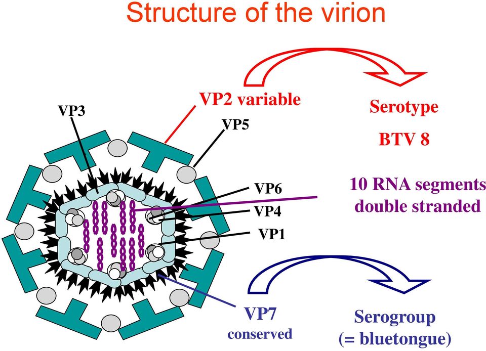 VP1 10 RNA segments double stranded
