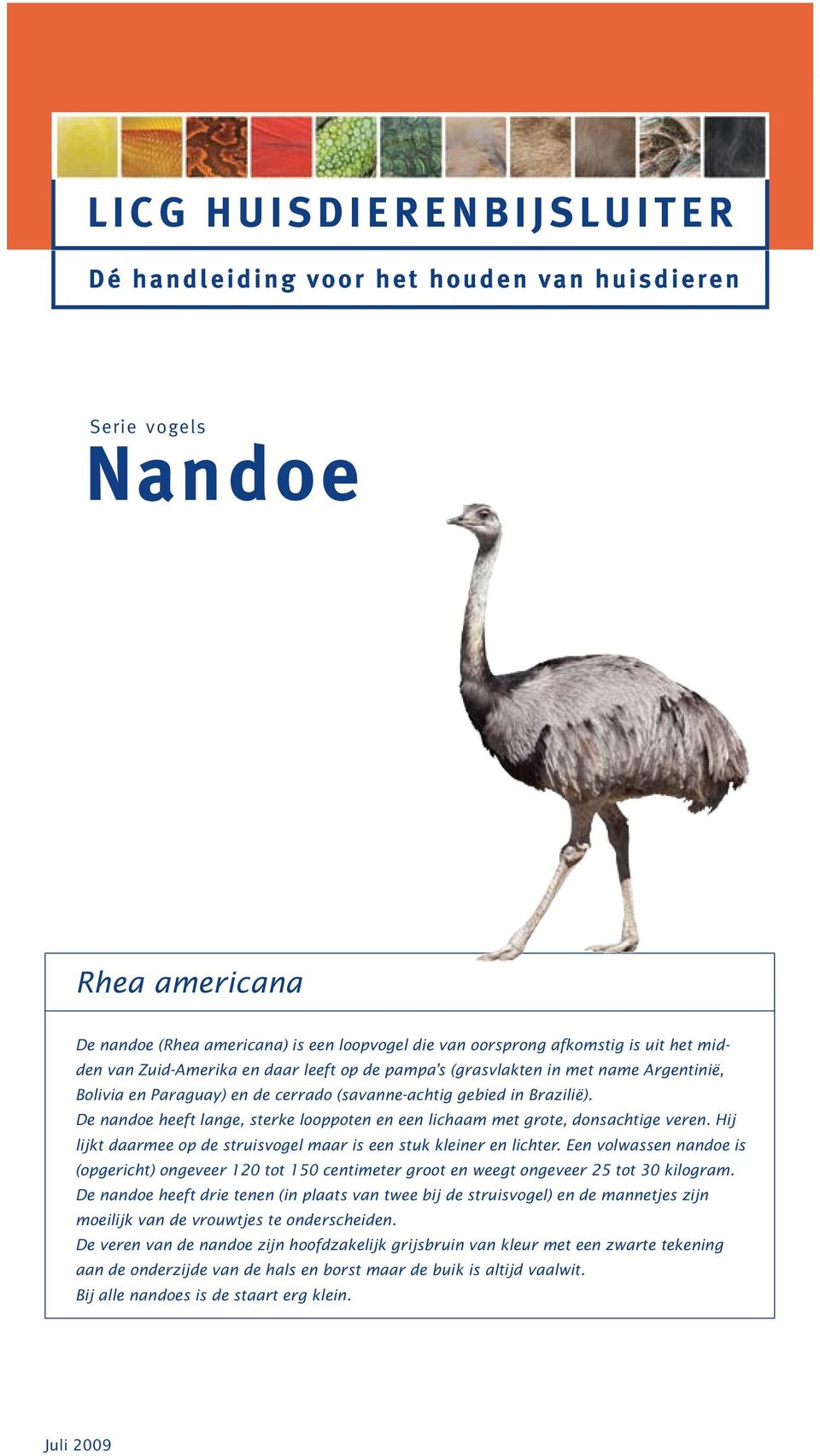 Hij lijkt daarmee op de struisvogel maar is een stuk kleiner en lichter. Een volwassen nandoe is (opgericht) ongeveer 120 tot 150 centimeter groot en weegt ongeveer 25 tot 30 kilogram.