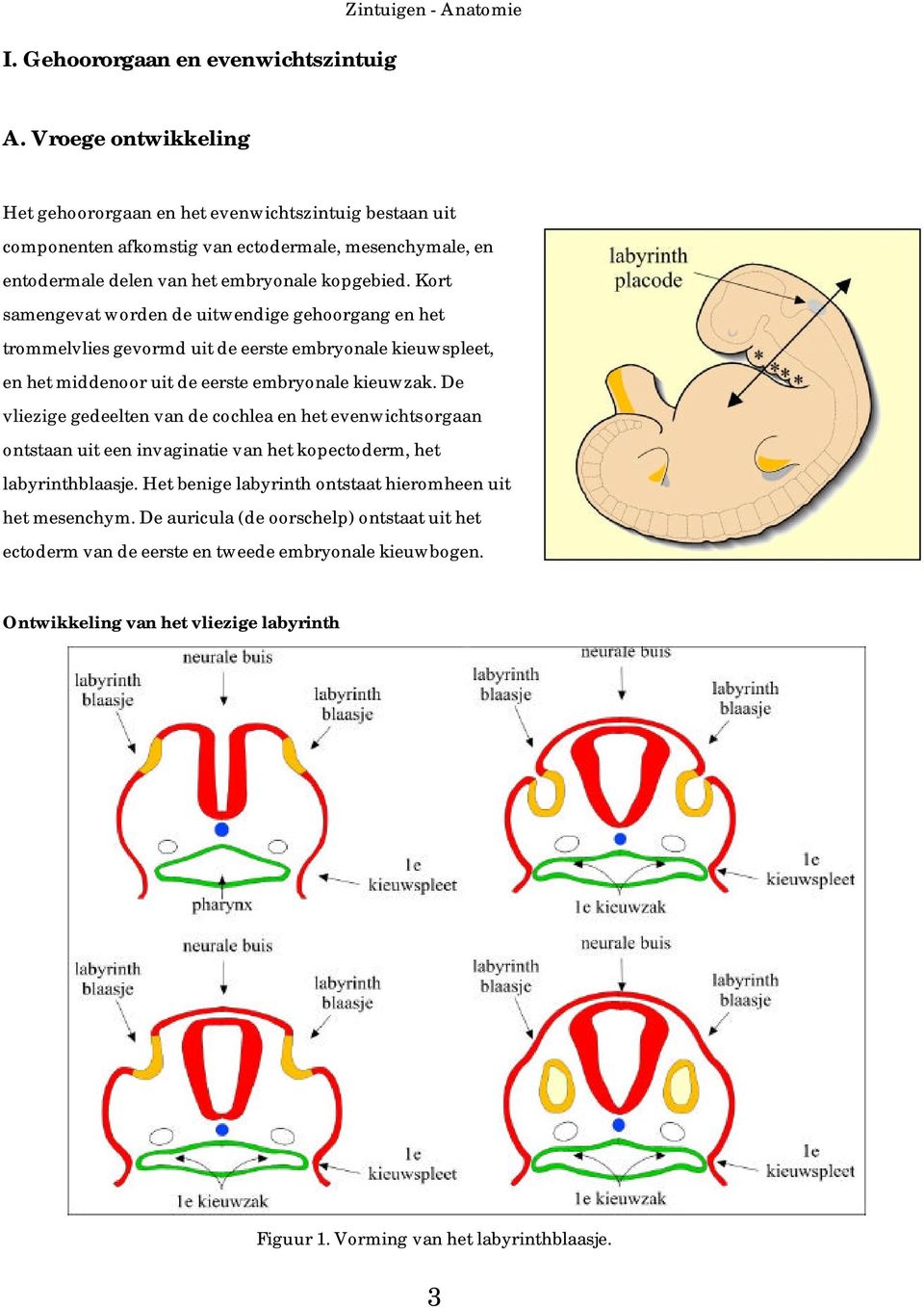 Kort samengevat worden de uitwendige gehoorgang en het trommelvlies gevormd uit de eerste embryonale kieuwspleet, en het middenoor uit de eerste embryonale kieuwzak.