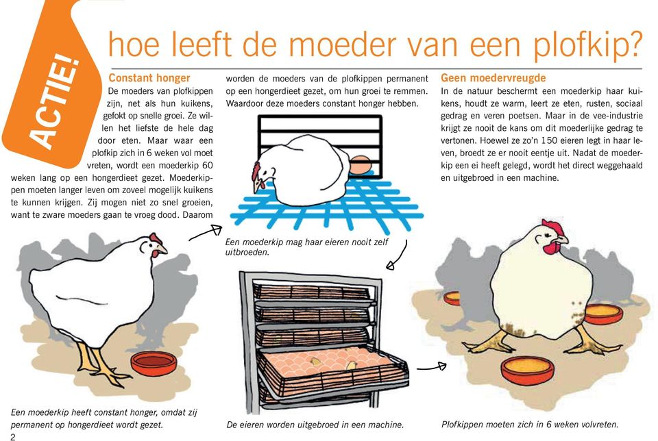 Zij mogen niet zo snel groeien, want te zware moeders gaan te vroeg dood. Daarom worden de moeders van de plofkippen permanent op een hongerdieet gezet, om hun groei te remmen.