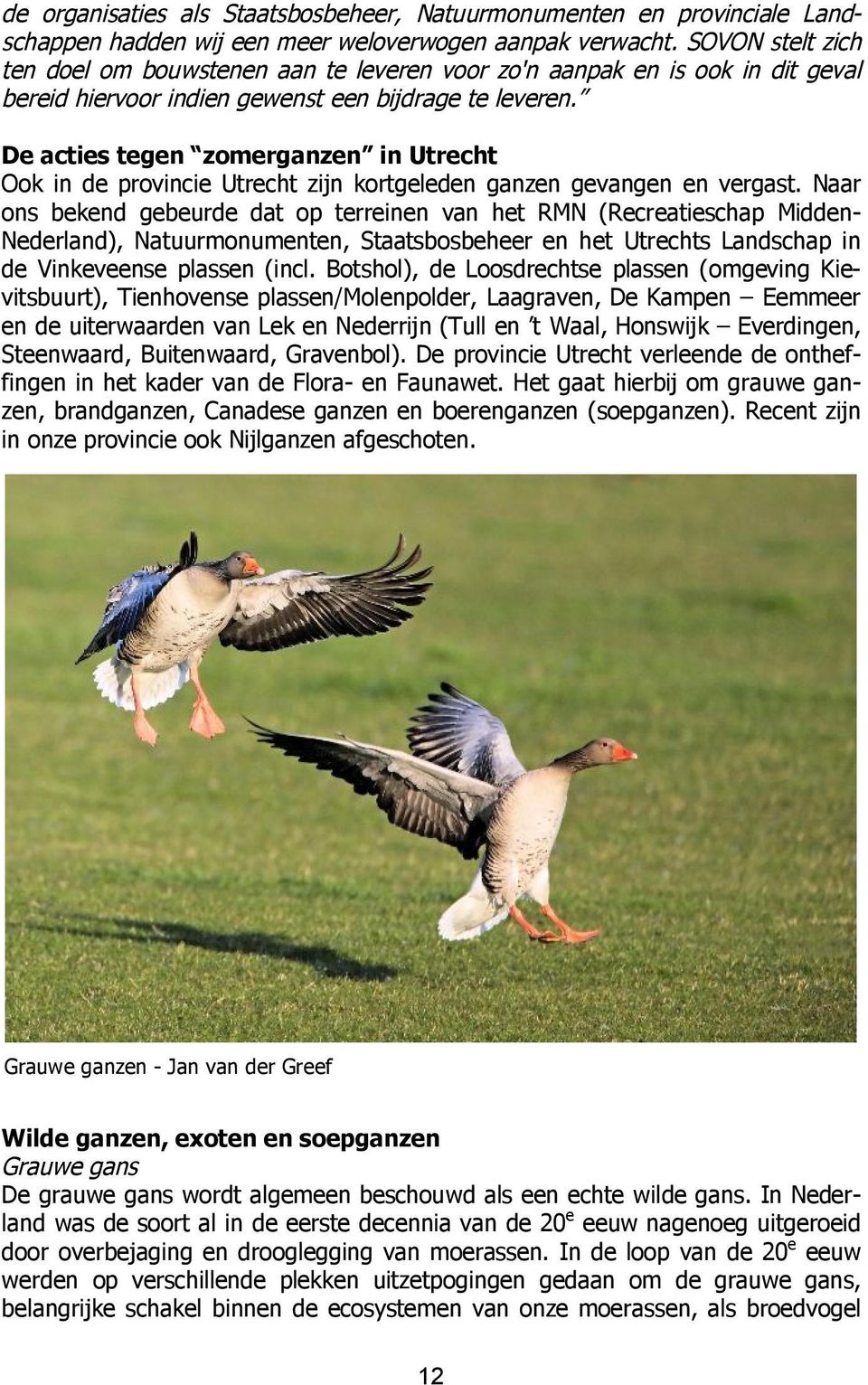 De acties tegen zomerganzen in Utrecht Ook in de provincie Utrecht zijn kortgeleden ganzen gevangen en vergast.