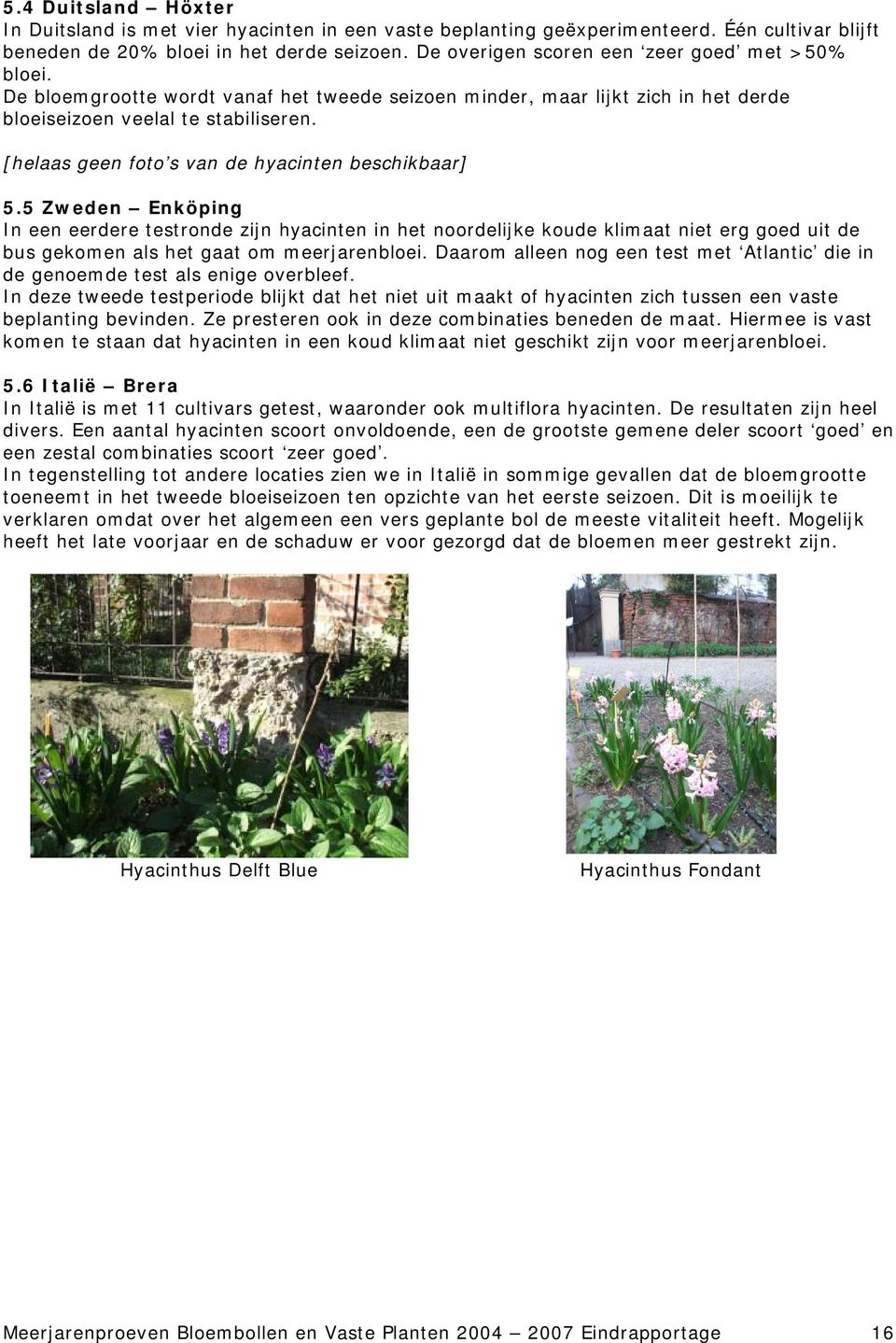 [helaas geen foto s van de hyacinten beschikbaar] 5.
