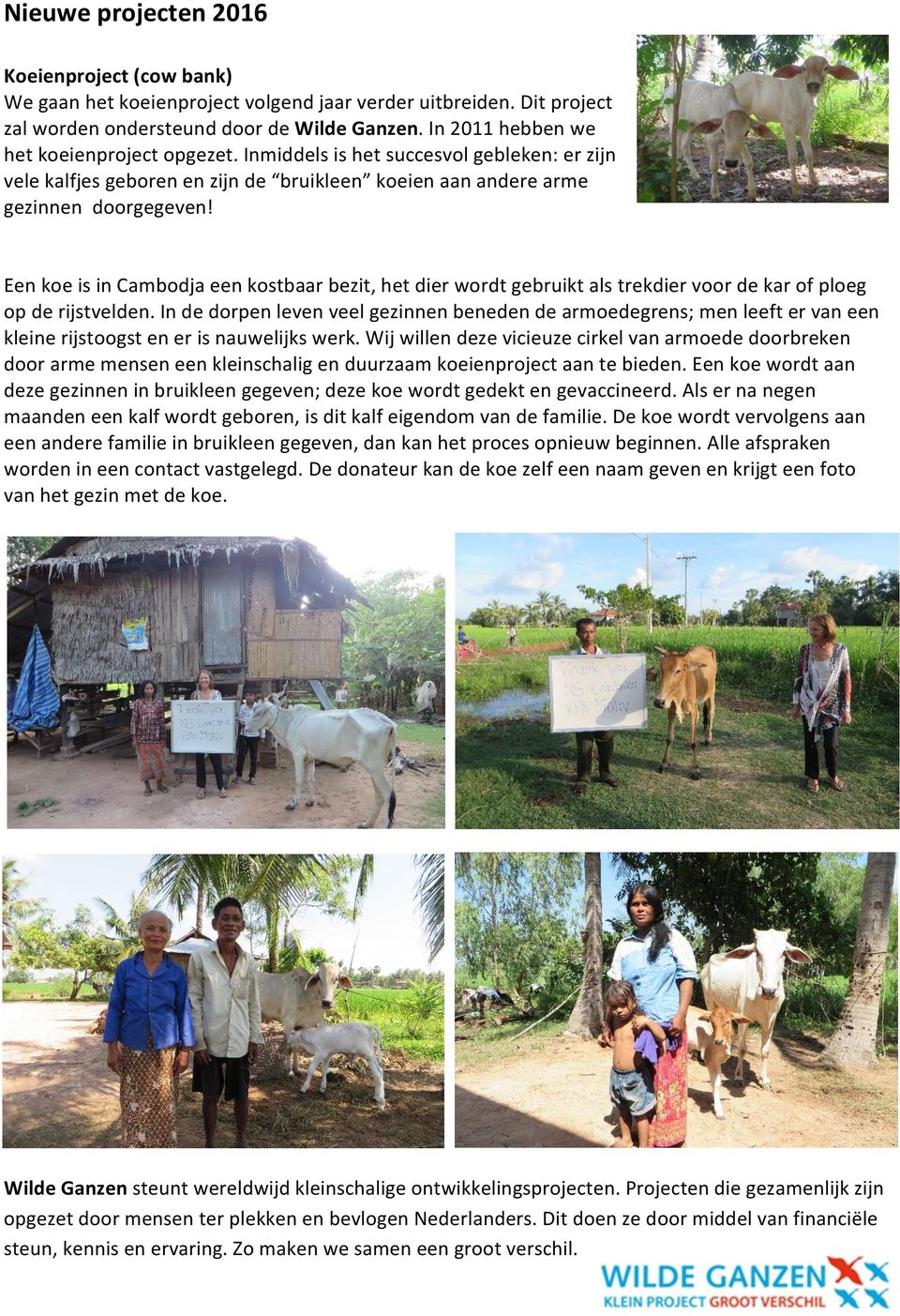 Een koe is in Cambodja een kostbaar bezit, het dier wordt gebruikt als trekdier voor de kar of ploeg op de rijstvelden.