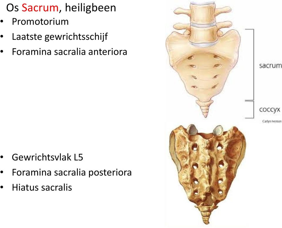 sacralia anteriora Gewrichtsvlak L5