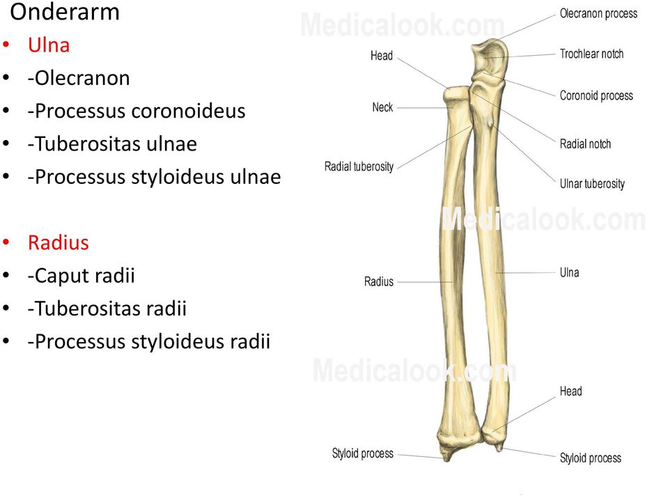 -Processus styloideus ulnae Radius