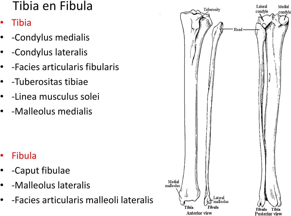 tibiae -Linea musculus solei -Malleolus medialis Fibula