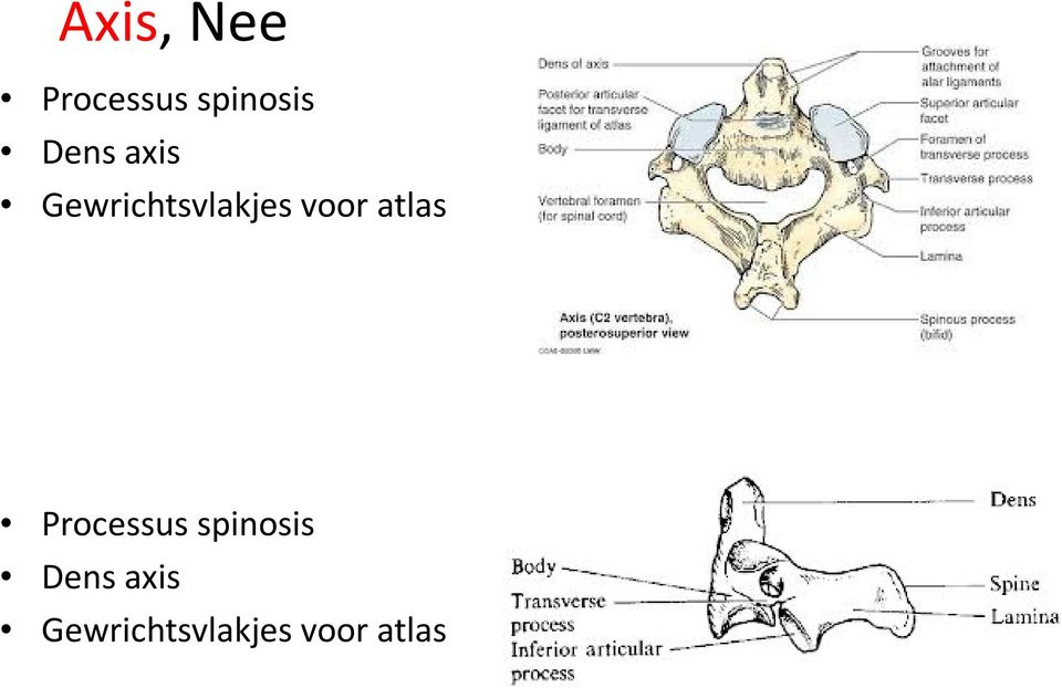 voor atlas Processus spinosis 