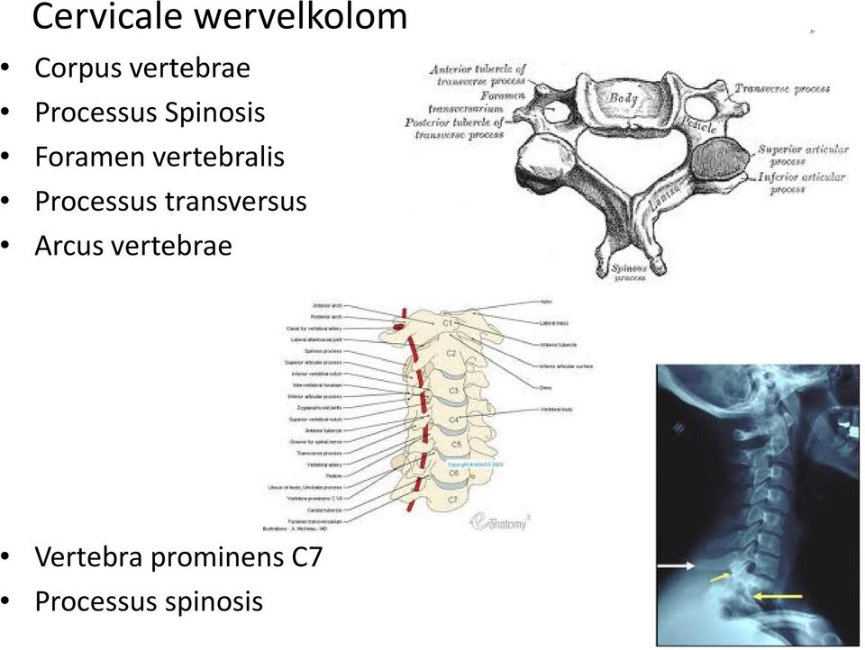 Processus transversus Arcus vertebrae
