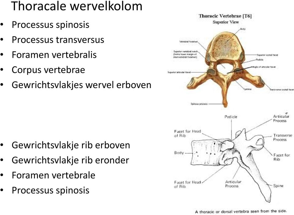 Gewrichtsvlakjes wervel erboven Gewrichtsvlakje rib