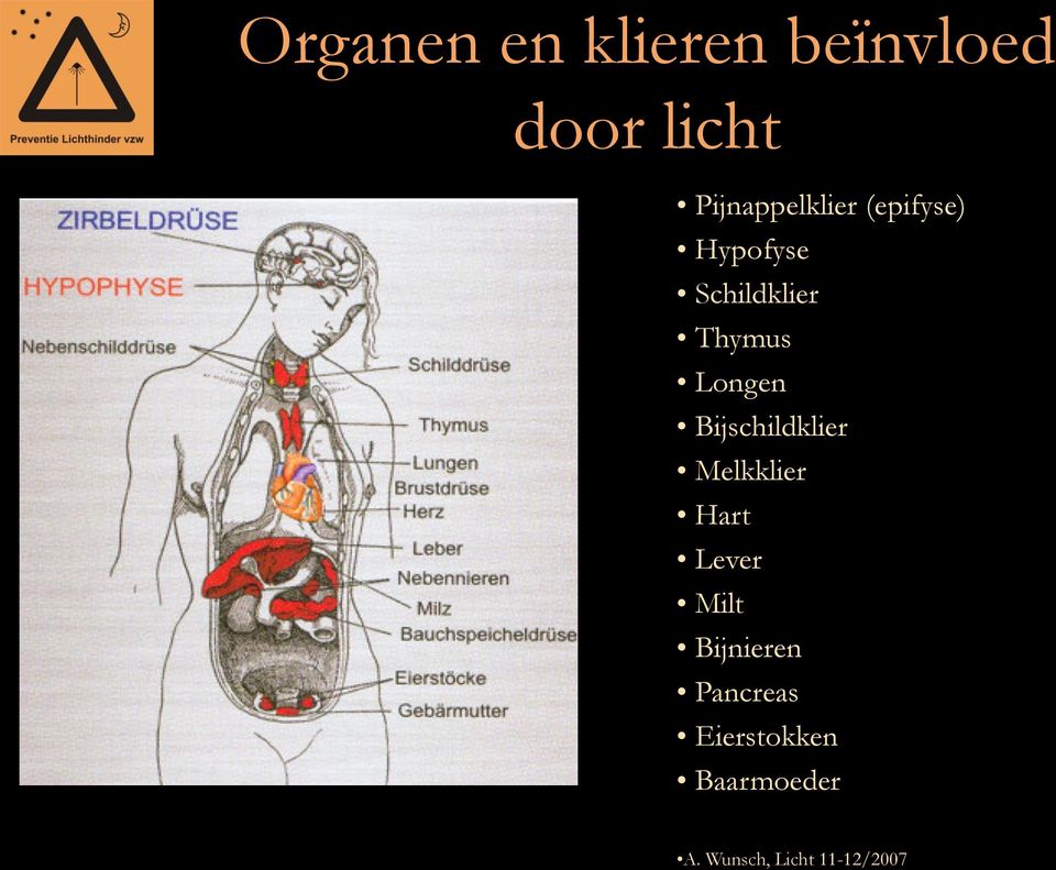 Longen Bijschildklier Melkklier Hart Lever Milt