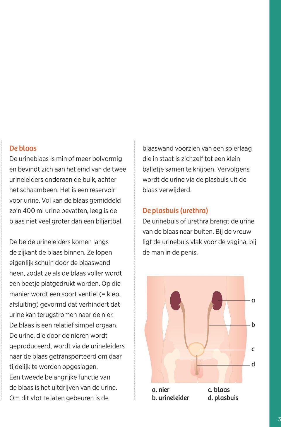 Ze lopen eigenlijk schuin door de blaaswand heen, zodat ze als de blaas voller wordt een beetje platgedrukt worden.