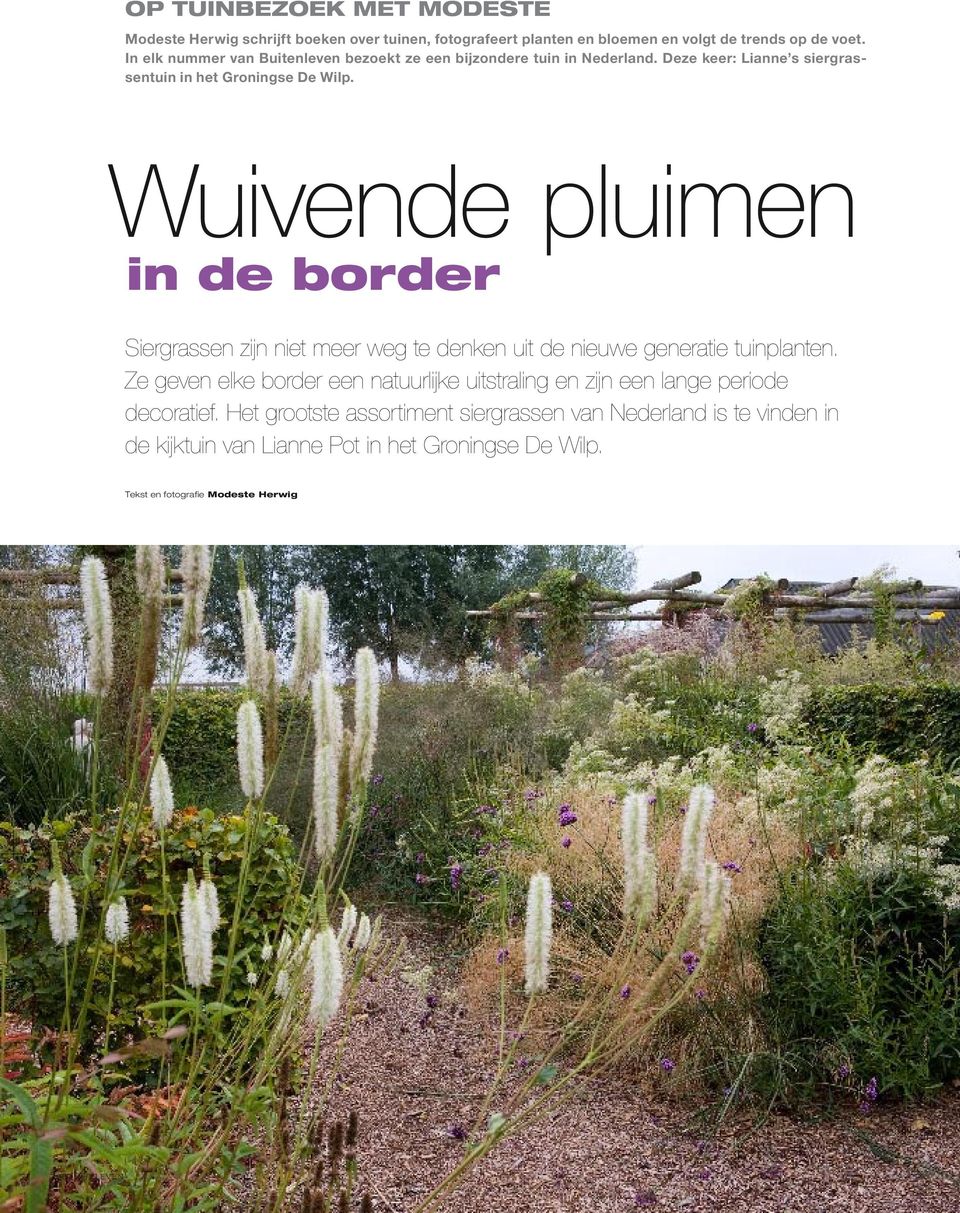 Wuivende pluimen in de border Siergrassen zijn niet meer weg te denken uit de nieuwe generatie tuinplanten.
