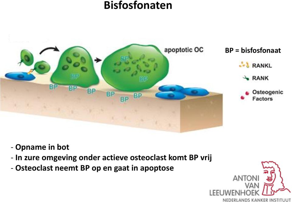 onder actieve osteoclast komt BP vrij