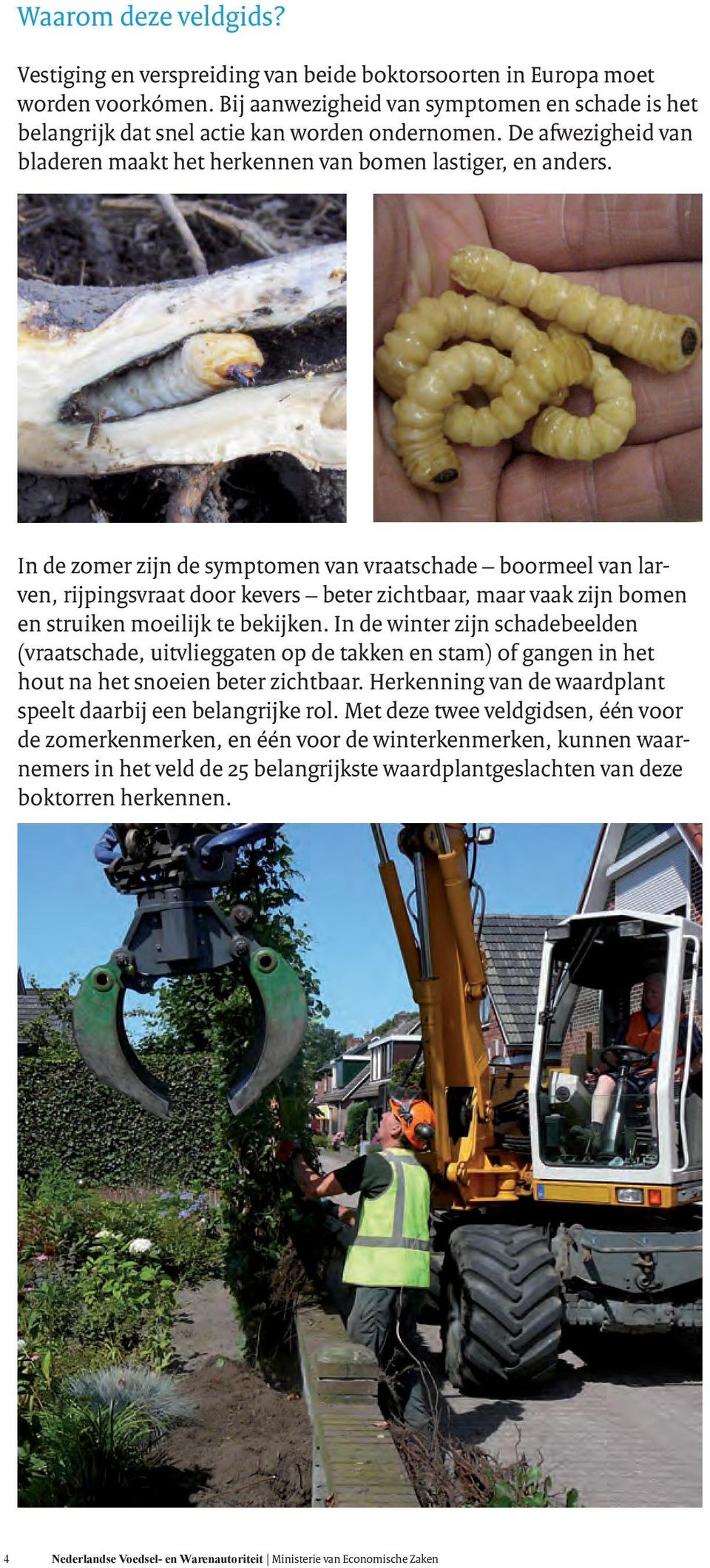 In de zomer zijn de symptomen van vraatschade boormeel van larven, rijpingsvraat door kevers beter zichtbaar, maar vaak zijn bomen en struiken moeilijk te bekijken.