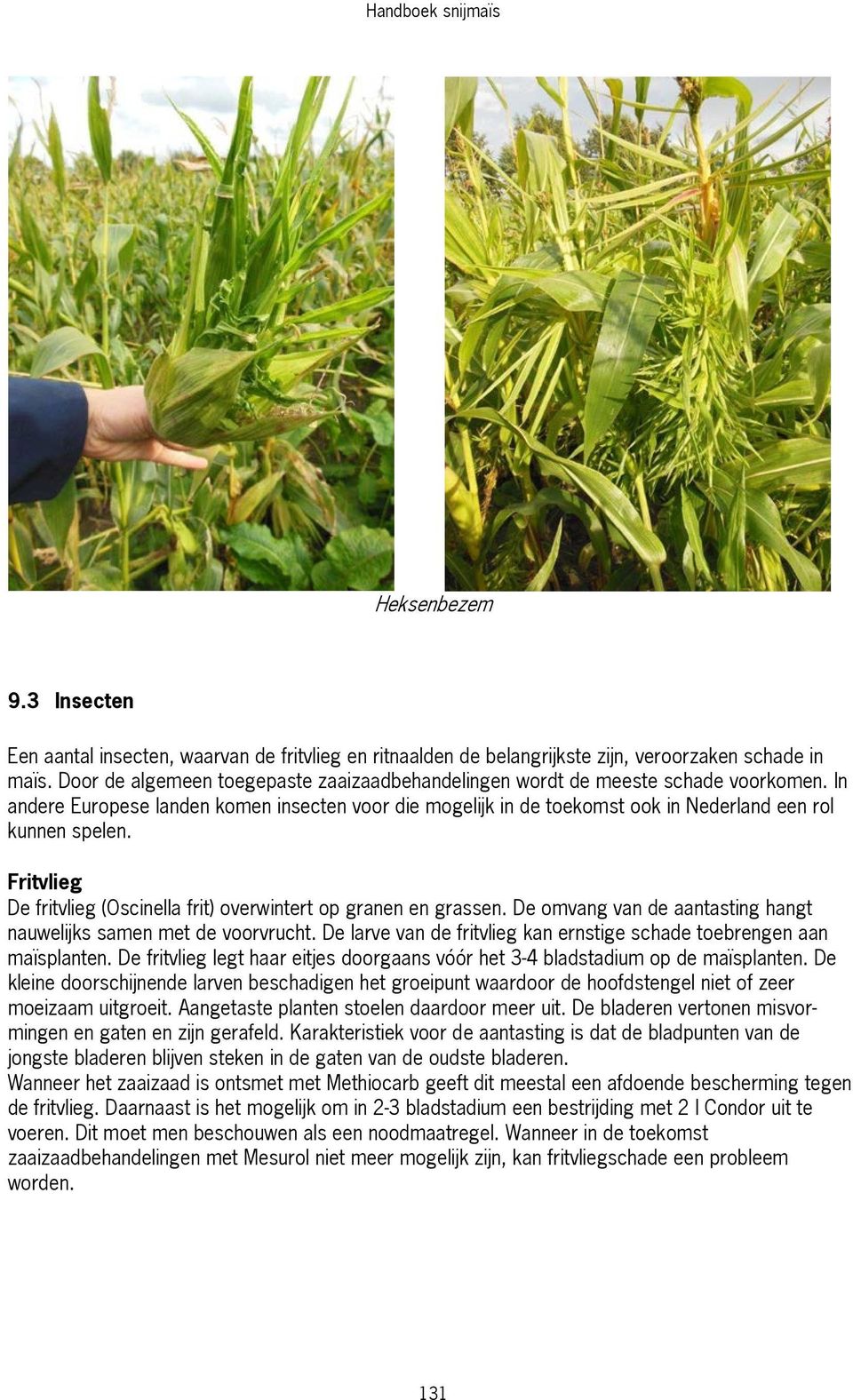 Fritvlieg De fritvlieg (Oscinella frit) overwintert op granen en grassen. De omvang van de aantasting hangt nauwelijks samen met de voorvrucht.