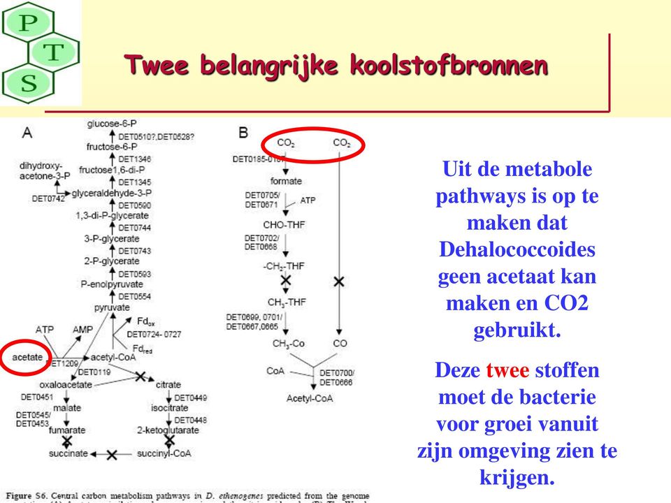 acetaat kan maken en CO2 gebruikt.